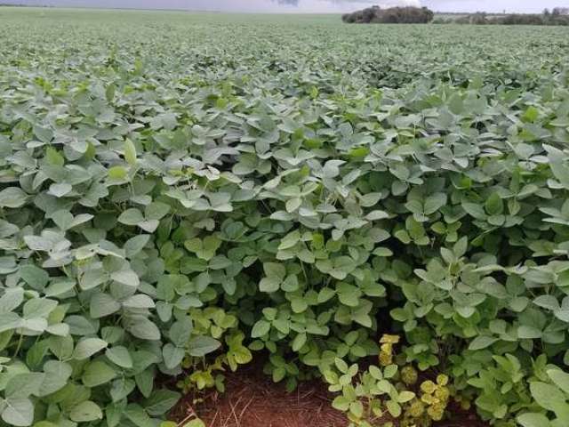 Fazenda dupla aptidao para venda em Tres Lagoas-MS com 182 alqueires na soja, benfeitorias e boa de agua