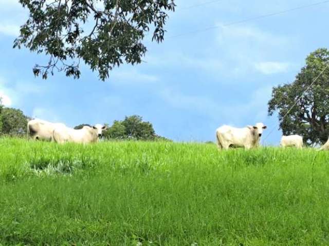 Fazenda dupla aptidão para venda em Campina Verde-MG com 222 hectares na pecuária, aproveita 75% para plantio