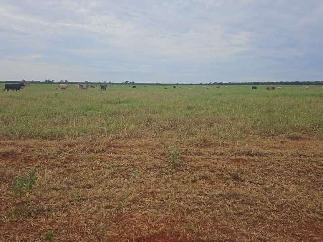 Fazenda dupla aptidão para venda na região de Selviria-MS com 245 alqueires, pecuária, roda pivô irrigação, rica em agua, porteira fechada