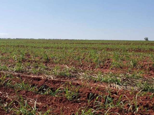 Fazenda para venda na região de São Jose do Rio Preto-SP com 70 alqueires sendo 52 alqueires em cana arrendada, sem benfeitorias