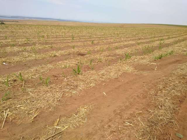 Fazenda para venda na região de Brotas-SP com 128 alqueires sendo 110 alqueires em cana arrendada, rica em agua, rio na propriedade