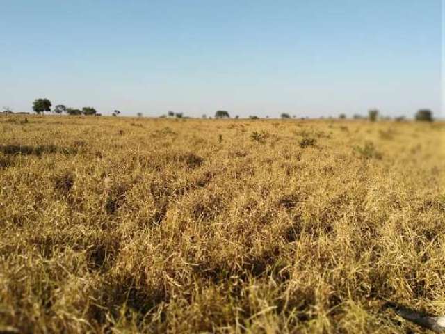 Fazenda dupla aptidao para venda na região de Paranaiba-MS com 535 alqueires SP montada na pecuária, rica em agua