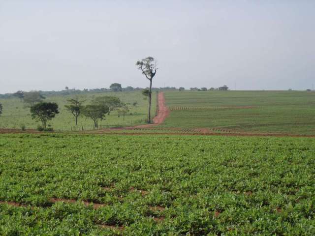 Fazenda para venda na região de Presidente Prudente-SP, com 340 alqueires em lavoura arrendada, aproveitamento 80%, muitas benfeitorias