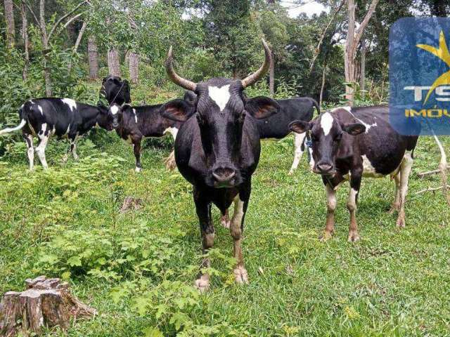 Chácara à venda, 27000 m² por R$ 242.000,00 - Zona Rural - Quitandinha/PR