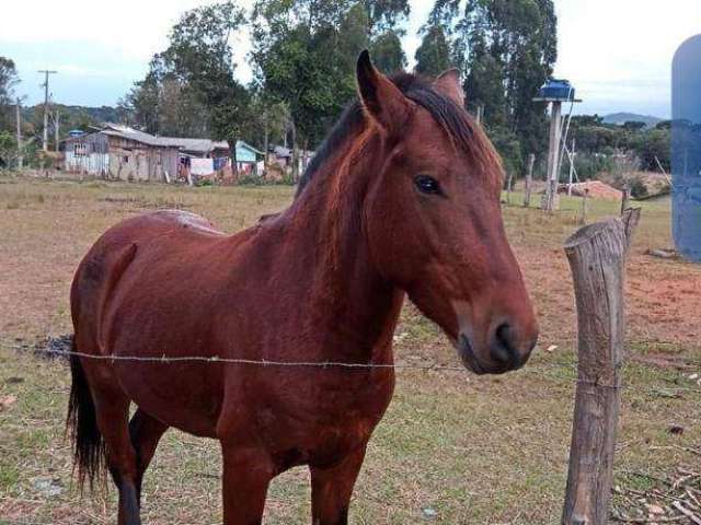 Terreno à venda, 1815 m² por R$ 140.000,00 - Lagoa Verde - Quitandinha/PR