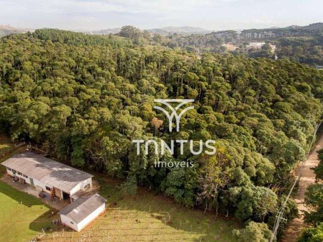 Área à venda, 76040 m² por R$ 1.700.000,00 - Boichininga - Almirante Tamandaré/PR