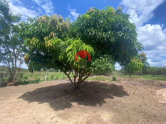 PROPRIEDADE com 06 HECTARES a 300 METROS DA RODOVIA CE 156 apenas 1H de FORTALEZA | Catuana, Caucaia-CE