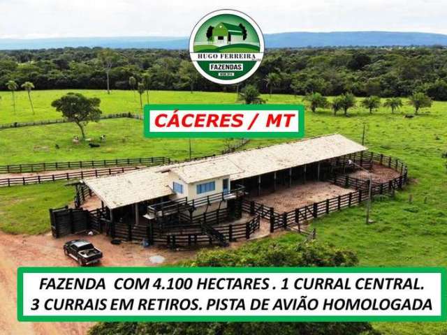 Fazenda estruturada-pastagem em branquiária humidicola e capim mombaça