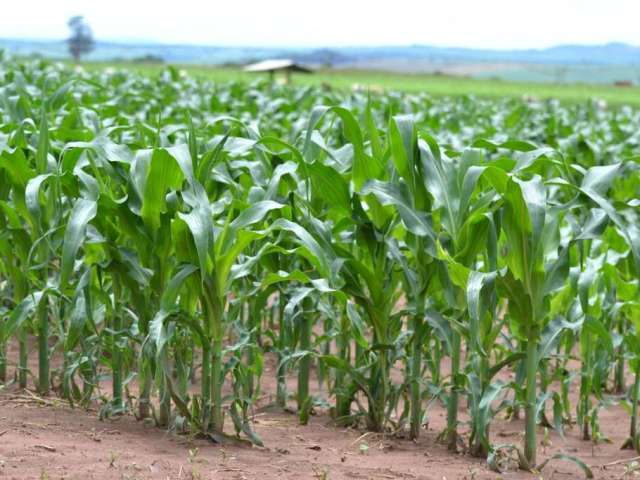 Fazenda à venda na Zona Rural, Augusto de Lima  por R$ 45.000.000