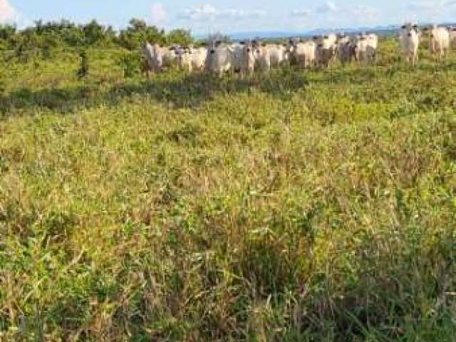 Fazenda CENTRO PEIXE TO Brasil