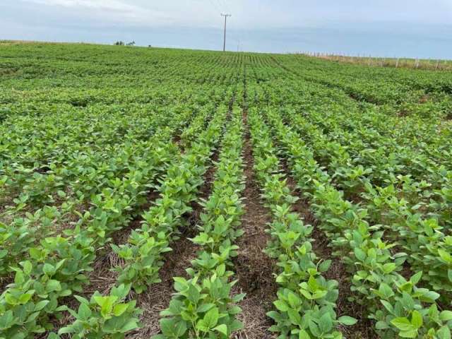 Fazenda CENTRO PRESIDENTE EPITACIO SP Brasil