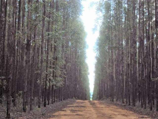 Fazenda SANTO ANTONIO SETE LAGOAS MG Brasil