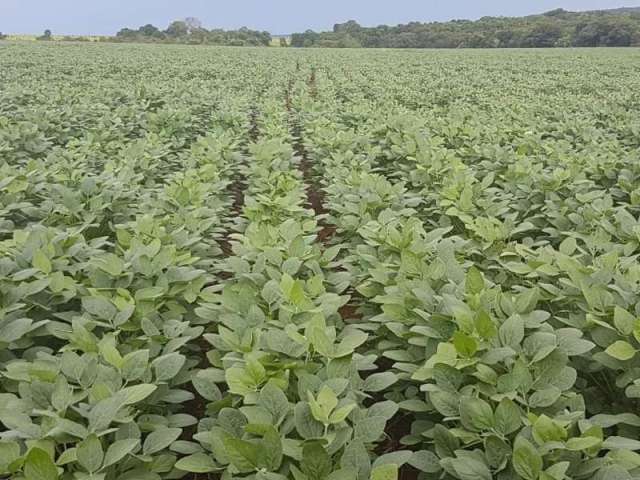 Fazenda CENTRO BANDEIRANTES MS Brasil