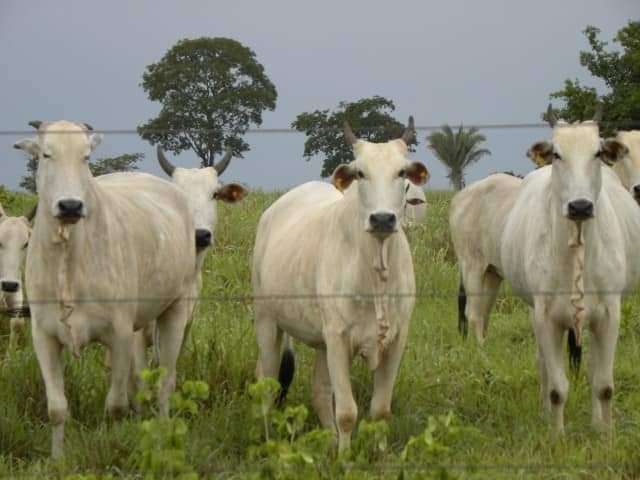 Fazenda CENTRO NOVA OLINDA DO MARANHAO MA Brasil