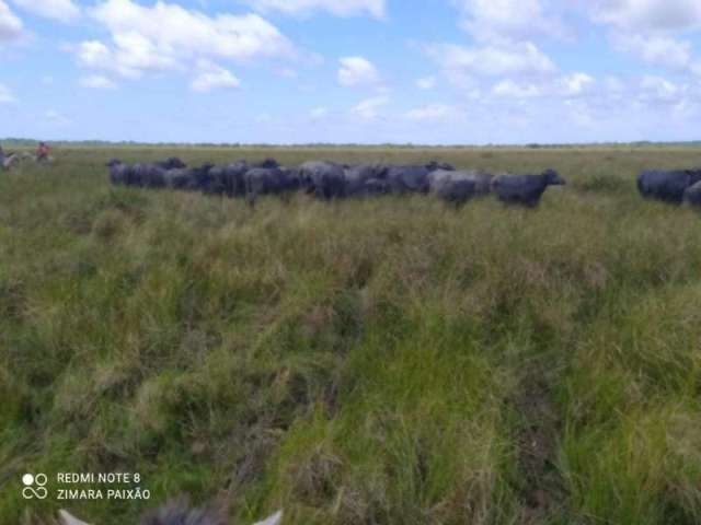 Fazenda CENTRO SOURE PA Brasil