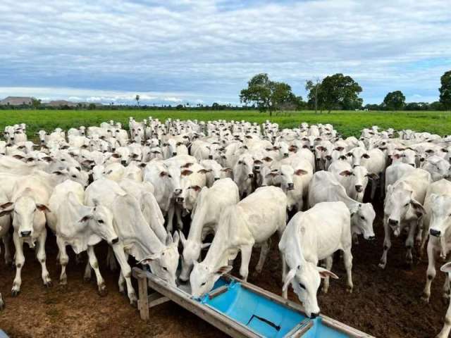 Fazenda CENTRO-NORTE CUIABA MT Brasil