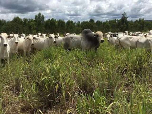 Fazenda PARACATUZINHO PARACATU MG Brasil