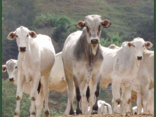 Fazenda à venda no Centro, Cambuí  por R$ 14.000.000