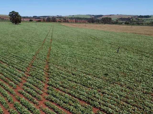 Fazenda à venda na Área Rural, Zona Rural, Itaí por R$ 18.000.000