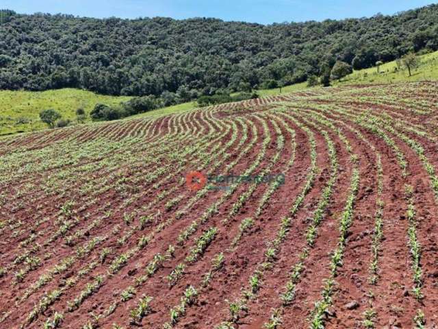 Chácara com 11.7 Alqueire à venda, 290400 m² por R$ 2.800.000 - Jordão - Guarapuava/PR.