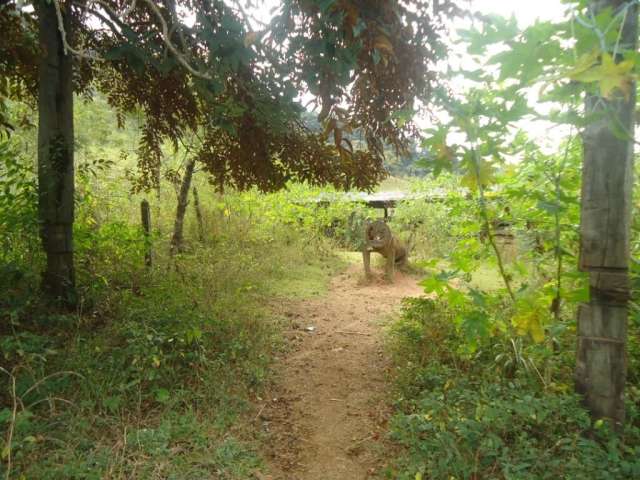 Fazenda com 70 hectares em Jacroá - Marliéria/MG!