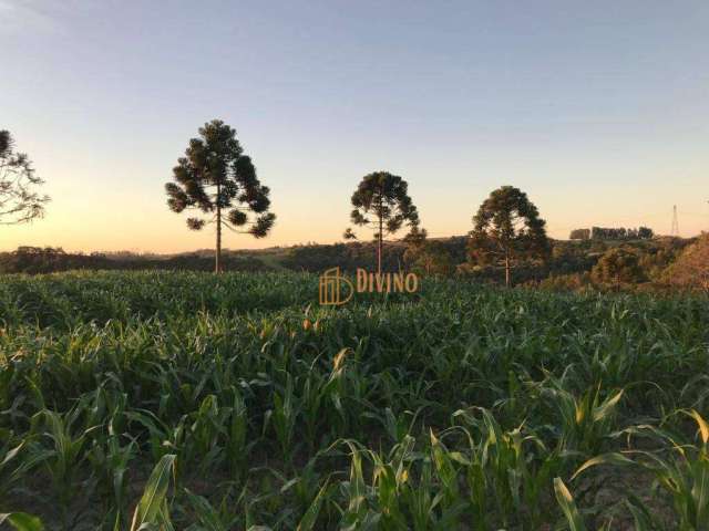 Sítio à venda, 11 Alqueires por R$ 1.650.000 - Das Congonhas - Sarapuí/SP