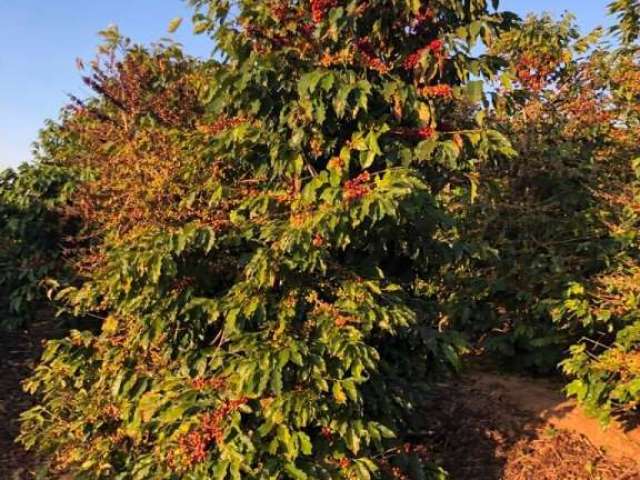 Fazenda à venda em Muzambinho/MG