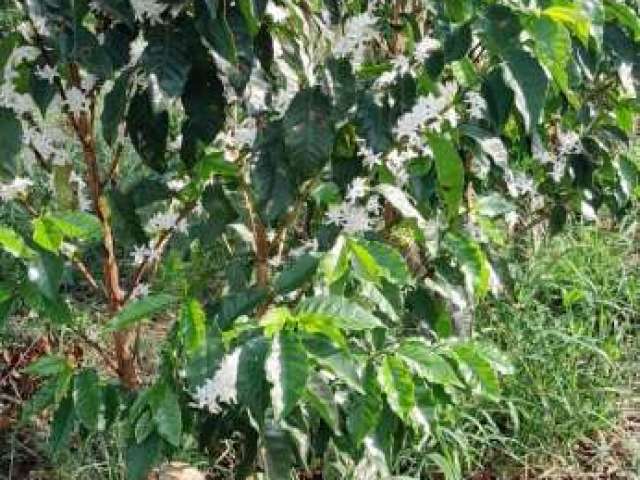 Fazenda à venda no bairro Centro - São Sebastião da Grama/SP