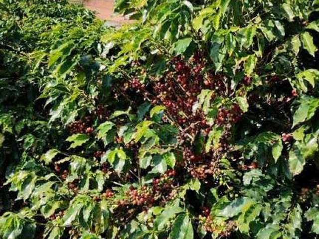 Fazenda à venda no bairro Área Rural de Alfenas - Alfenas/MG