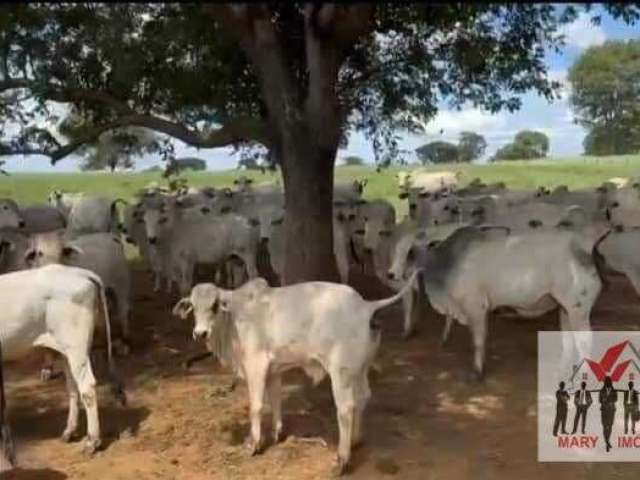 Fazenda à venda no bairro Centro - Capitão Enéas/MG