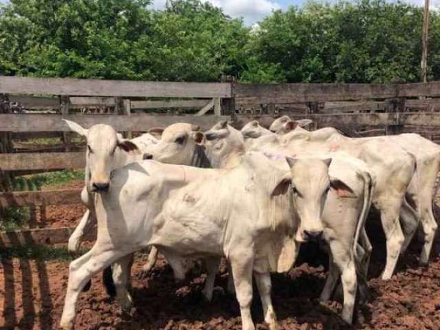 Excelente fazenda Comarca de Pirajuí e Garça