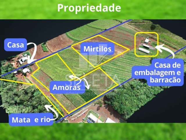 Maravilhosa Chácara  com produção ativa de amoras pretas, Rural, CASCAVEL - PR