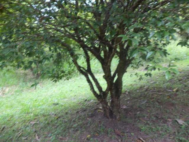 Terreno para Venda em Atibaia, Jardim Estância Brasil