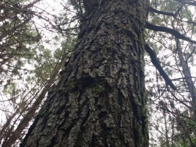 Fazenda de Pinus à venda