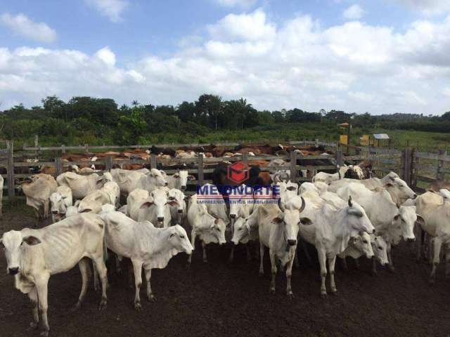 ## Fazenda à Venda em Turiaçu-MA ##