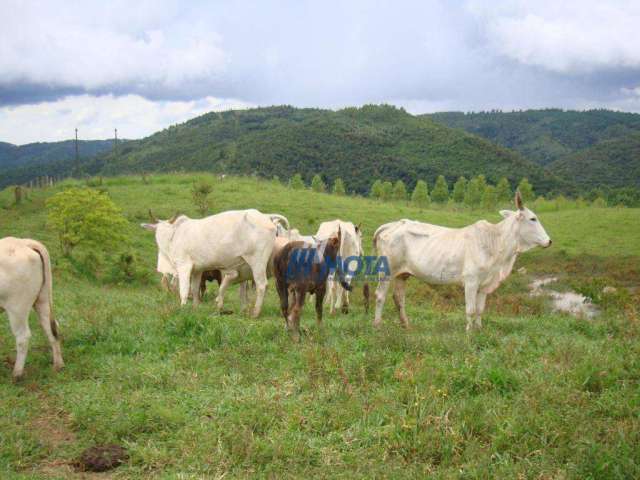 Fazenda Campo Largo com 175,96 alqueires.