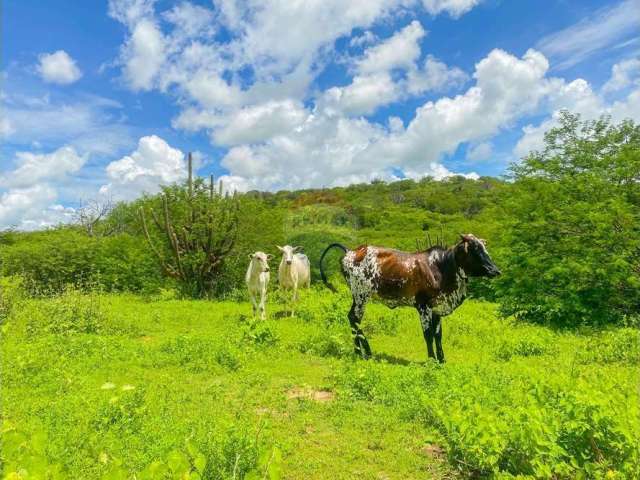 Oportunidade de Investimento em Fazenda com Contrato para Instalação de Torres Eólicas