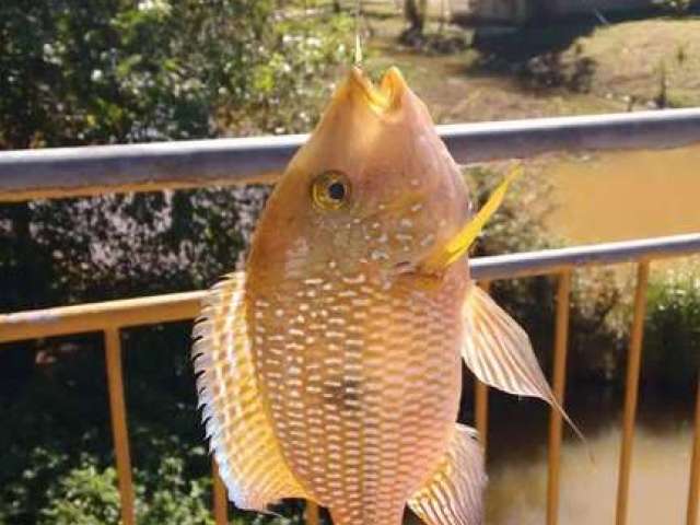 Chácara em Mairinque SP Venda ou Troca .