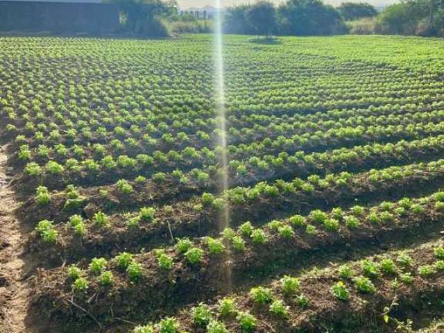 Sítio Para Vender com 3 quartos no bairro Área Rural de Itabaiana em Itabaiana