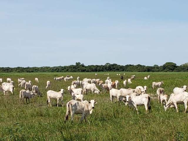 Fazenda 2.000 hectares dupla próxima Cuiabá