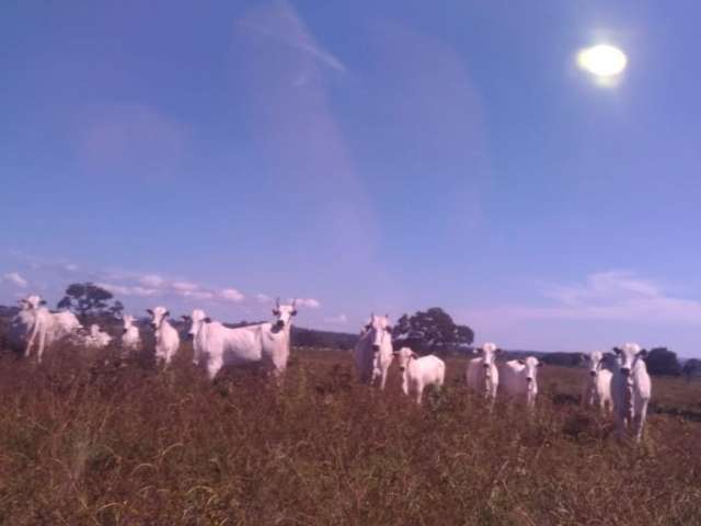 Ótima fazenda pecuária em Poxoreu-MT