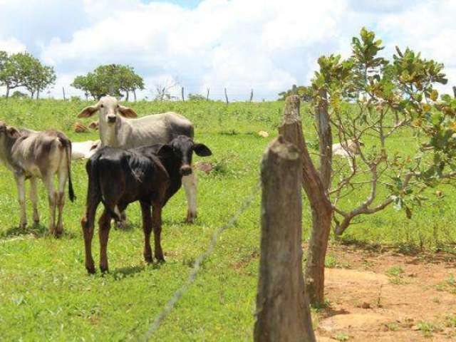 Fazenda Rica em agua 80 Mil por Alqueire 241