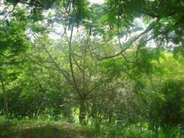 Terreno em condomínio fechado à venda na Rua Cataldo Bove, s/n, Colinas do Ermitage (Sousas), Campinas por R$ 530.000