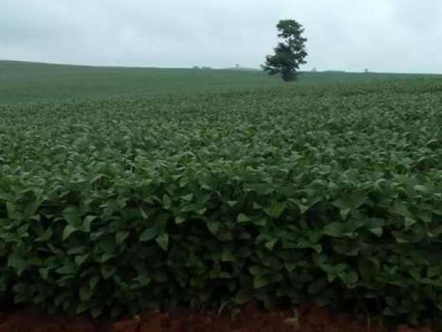 Fazenda de 49 Alqueires em Itapetininga/SP, com 40 Alqueires em Plantio