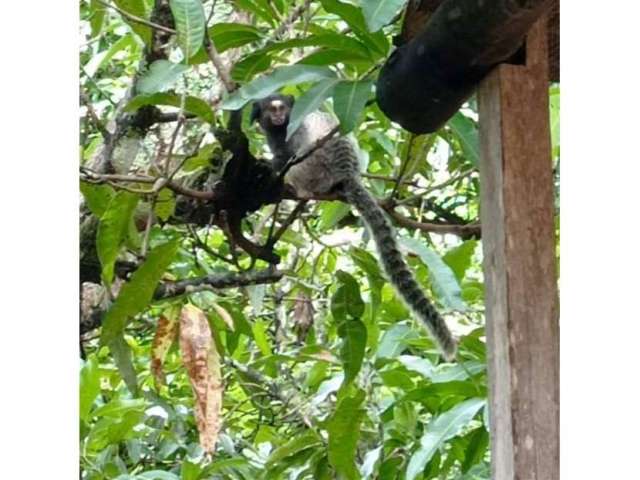 SÃ­tio para Venda Quinta do Sumidouro em Pedro Leopoldo-MG