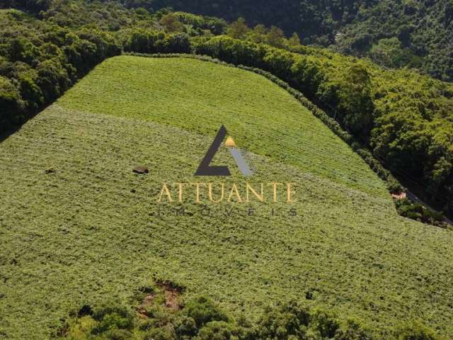 Parreiral de uva em Vila Cristina