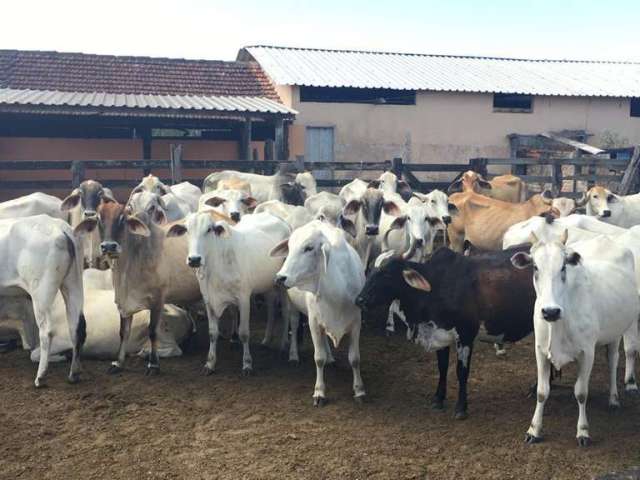 Fazenda para Venda em Araruama, Ponte dos Leites