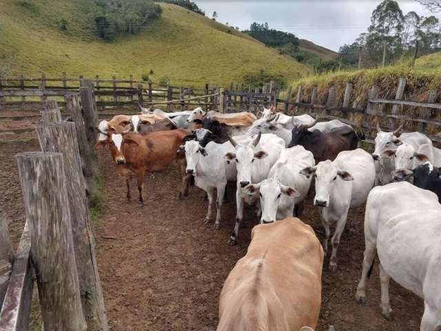 Fazenda à venda na Avenida Paulino Fernandes de Castro, Centro, Natividade da Serra, 100 m2 por R$ 9.000.000