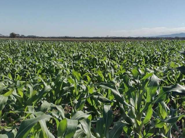 Fazenda à venda na None Via Sul, Jardim dos Estados, Taubaté por R$ 19.500.000