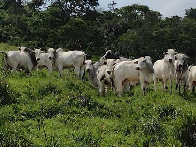 Fazenda à venda na Avenida Antônio Pereira Froes, Parque das Alamedas, Guaratinguetá, 150 m2 por R$ 7.550.000